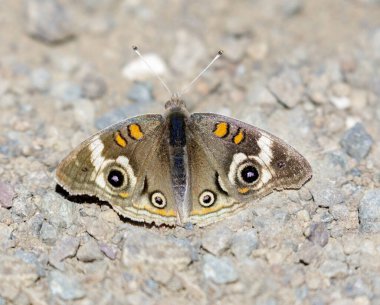 Patikada güneşlenen sıradan bir Buckeye. Diablo Dağı, Contra Costa County, California, ABD.