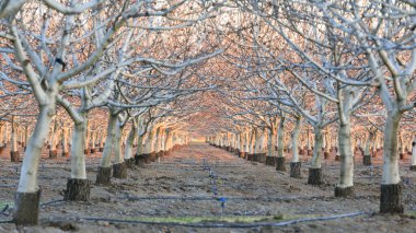 Walnut Orchard 'da günbatımı. Winters, Yolo County, California, ABD.