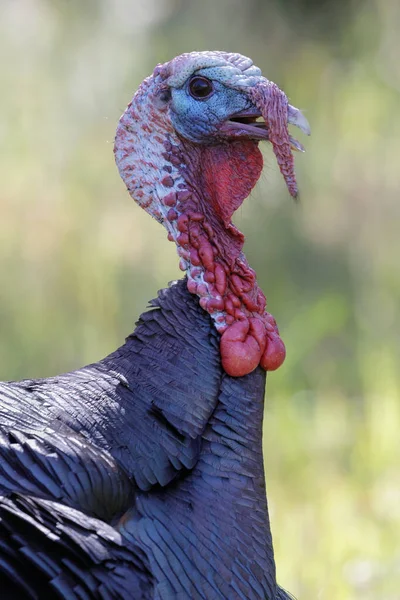 Wild Turkey Male Tom Fej Nyak Részletek Diablo Contra Costa — Stock Fotó