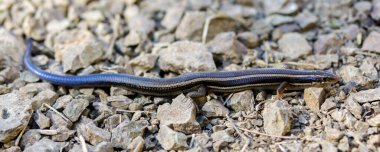 Skilton 'ın Skink' i kayalık yolda dinleniyor. Diablo Dağı, Contra Costa County, Kaliforniya.