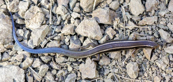 Skink Skiltona Spoczywa Skalistym Szlaku Góra Diablo Contra Costa County — Zdjęcie stockowe