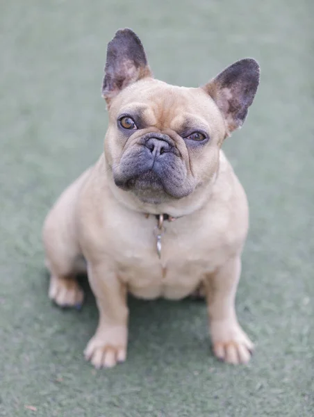 Frenchie Feminino Fawn Azul Anos Leash Dog Park Norte Califórnia — Fotografia de Stock