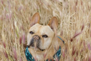 Tilki kuyruğu bitkileri köpekler için riskli olabilir. Kuzey Kaliforniya Tilki Kuyruğu Tarlasında Fransız Bulldog.