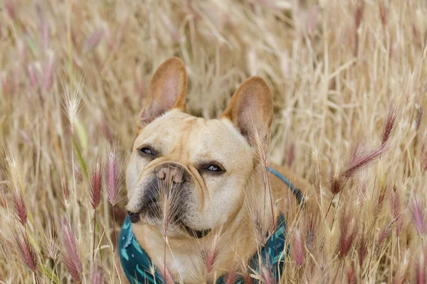 Foxtail plants can be risky for dogs. French Bulldog in Foxtail Field in Northern California.