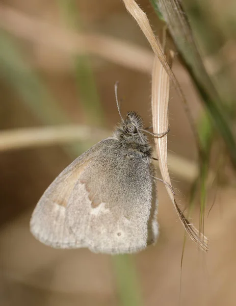 普通的玲珑蝴蝶栖息在植物上 美国加利福尼亚州圣克拉拉县Alum Rock公园 — 图库照片