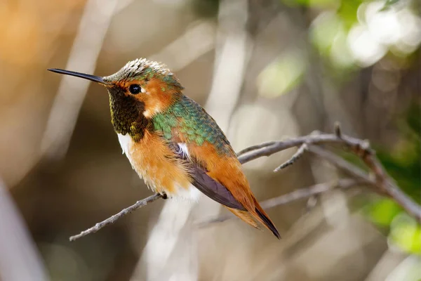 Colibrí Allen Adulto Masculino Encaramado Rama Del Árbol Santa Cruz — Foto de Stock