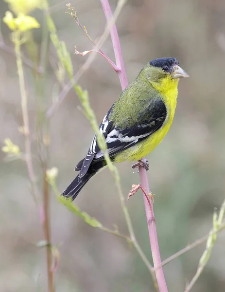 Kisebb Goldfinch Felnőtt Férfi Ülve Növényen Palo Alto Baylands Kalifornia — Stock Fotó