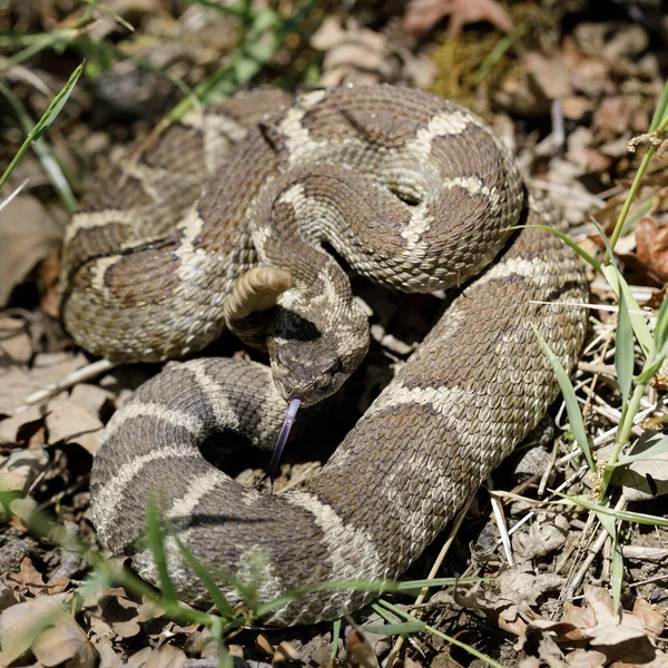 Angry Northern Pacific Rattlesnake Defensive Posture Joseph Grant Ranch County — 스톡 사진