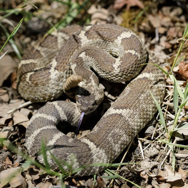 Vzteklý Severopacifický Chřestýš Obranném Postoji Joseph Grant Ranch County Park — Stock fotografie