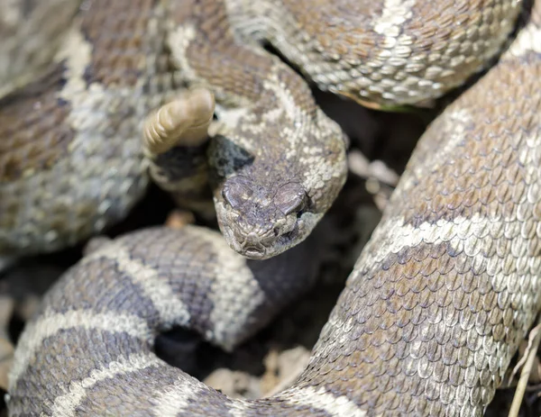 Northern Pacific Rattlesnake Coiled Rattling Defensive Posture Joseph Grant Ranch — 스톡 사진
