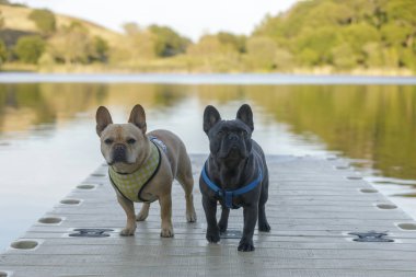 Red Tan ve Blue Isabella Fransız Bulldogları Kuzey Kaliforniya 'daki Lake Rıhtımında duruyorlar..