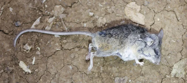 Dead California Deermouse Los Trancos Preserve Santa Clara County California — Zdjęcie stockowe