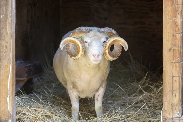 Koyun Ram Kuzey Amerika Hayvan Kalemi Girişinden Gizlice Bakıyor — Stok fotoğraf