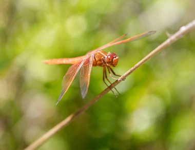 Su çimlerine tünemiş ateş (fişek) kaymağı. Foothills Park, Santa Clara County, California, ABD.