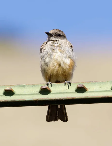 Phoebe Juvenile Say Appollaiata Sulla Recinzione Mission Peak Regional Preserve — Foto Stock