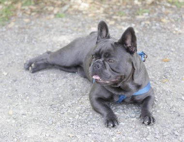 8 aylık mavi Isabella. Fransız erkek. Uzanıyor ve uzaklara bakıyor. Kuzey Kaliforniya 'da tasmasız köpek parkı.