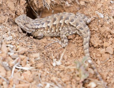 Sahil Güvenlik Kertenkelesi, Yetişkin Kadın. Santa Clara County, Kaliforniya, ABD.