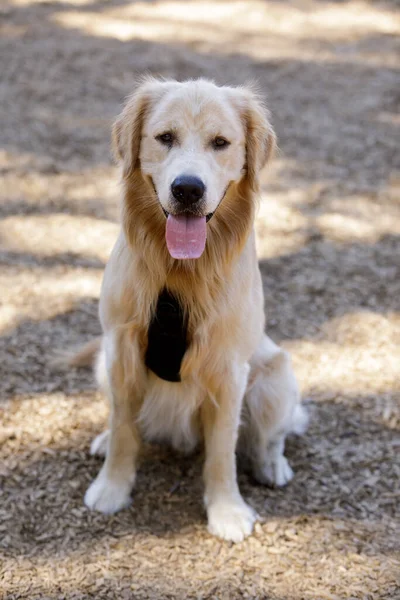 Cachorro Golden Retriever Meses Edad Sentado Mirando Cámara Parque Perros — Foto de Stock