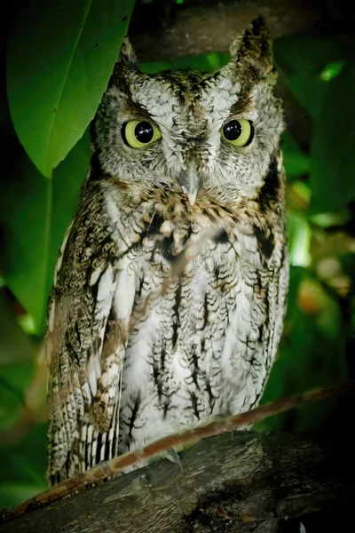 Juvenile Coastal Great Horned Owl Perched Tree Menlo Park San — Stock Photo, Image