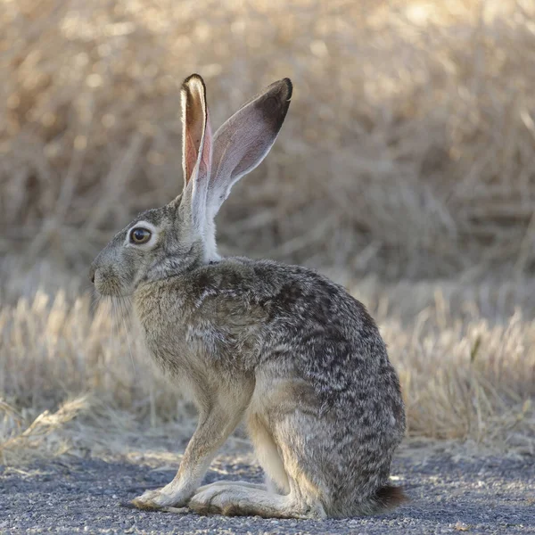 警告にブラックテールのジャックウサギ 米国カリフォルニア州サンタクララ郡 — ストック写真