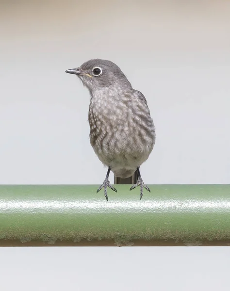 Western Bluebird Juvenile Arroccato Metal Pole Pleasanton Ridge Alameda County — Foto Stock