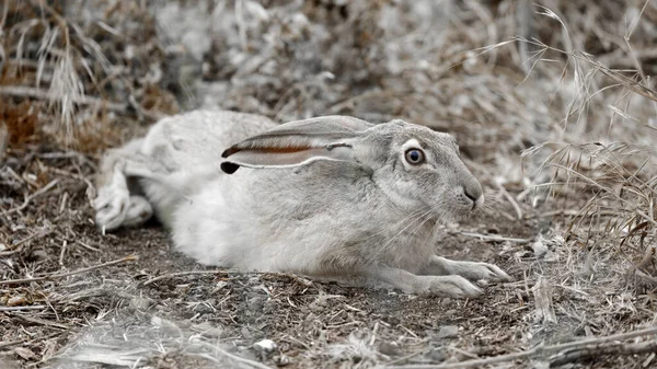 Camouflage Black Tailed Jackrabbit Resting Habitat Santa Clara County California — Stock Photo, Image