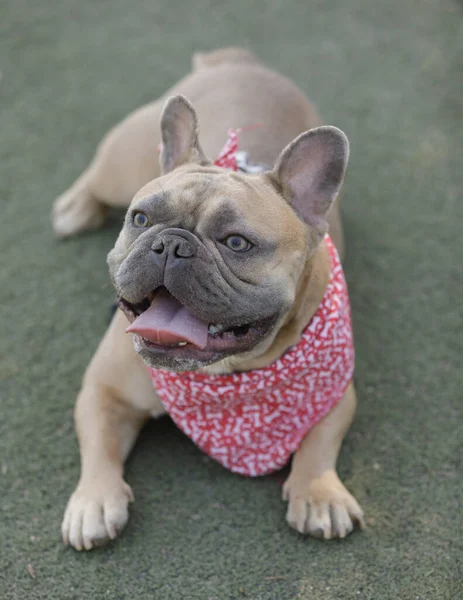 12 aylık Mavi Samur Erkek Fransız Dili Diliyle Dinleniyor. Kuzey Kaliforniya 'da tasmasız köpek parkı.