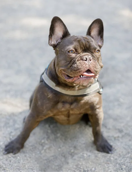 Expresivo Bulldog Francés Chocolate Sentado Con Lengua Fuera Parque Perros — Foto de Stock