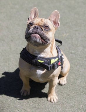 2 yaşındaki bronz tenli Fransız erkek, ağzı kapalı yukarı bakıyor. Kuzey Kaliforniya 'da tasmasız köpek parkı.