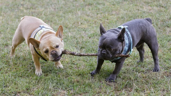 Two French Bulldog Buddies Fighting Wooden Stick Leash Dog Park — Foto de Stock