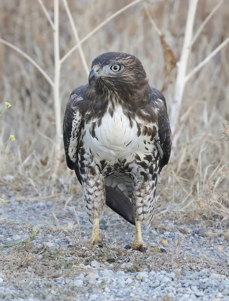 Rotschwanz Falke Jungtier Auf Dem Boden Stehend Palo Alto Baylands — Stockfoto