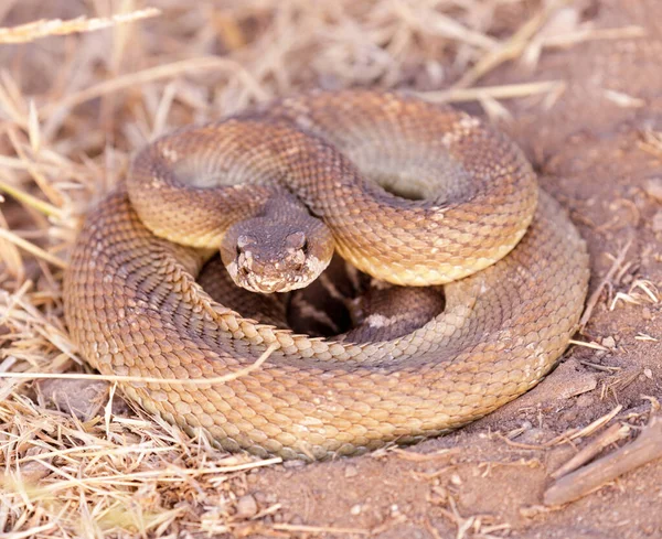 Coiled Young Northern Pacific Rattlesnake Defensive Posture Mission Peak Regional — Stockfoto