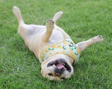 6-Year-Old French Bulldog Male Rolling Over and Goofing Off. Off-leash dog park in Northern California. clipart