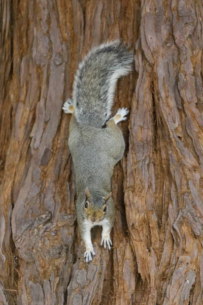 Eastern Gray Squirrel Redwood Tree Trunk Santa Clara County California Royalty Free Stock Photos