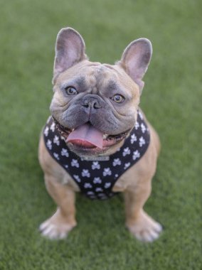1-Year-Old Blue Fawn Male Frenchie Sitting and Panting with Tongue Sticking Out. Off-leash dog park in Northern California.