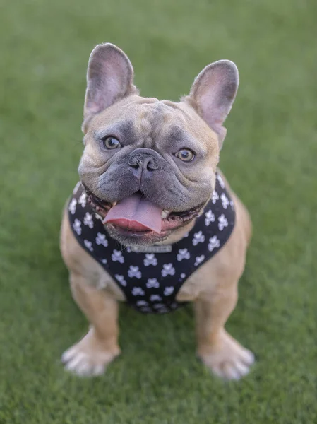 Year Old Blue Fawn Male Frenchie Sitting Panting Tongue Sticking — Foto de Stock