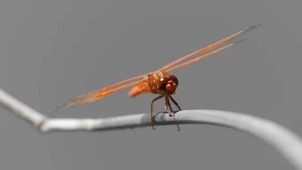 Flame Firecracker Skimmer Resting Stem Alameda County California Usa — Stok fotoğraf