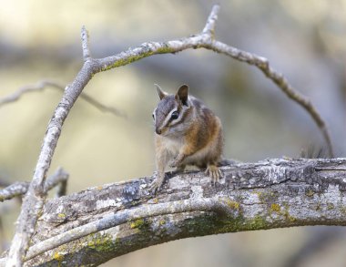 Merriam's Chipmunk perched on tree branch. Almaden Quicksilver County Park, Santa Clara County, California, USA.