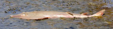 Dead Shovelnose Guitarfish in low tide. Palo Alto Baylands, Santa Clara County, California, USA.
