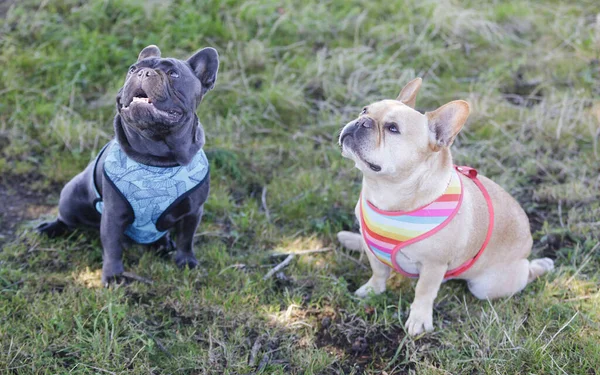 Red Tan (right) and Blue Isabella (left) Frenchies Begging for Treat. Off-leash dog park in Northern California.
