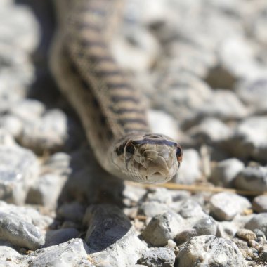 Pacific Gophersnake, Juvenile. Pearson-Arastradero Preserve, Santa Clara County, California, USA.