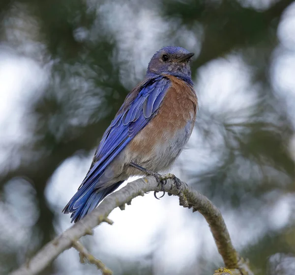 Zachodni Bluebird Mężczyzna Dorosły Usiadł Gałęzi Drzewa Santa Clara County — Zdjęcie stockowe