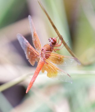 Su çimlerine tünemiş ateş (fişek) kaymağı. Foothills Park, Santa Clara County, California, ABD.