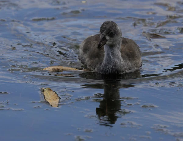 American Coot Juvénile Nageant Dans Lac Comté Santa Clara Californie — Photo