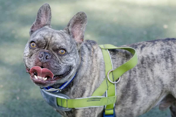 Vârstă Ani Brindle Brindle Male Frenchie Panting Parcul Câini Leash — Fotografie, imagine de stoc