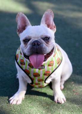 10 aylık, beyaz kremalı, dilsiz, Fransız bir köpek yavrusu. Kuzey Kaliforniya 'da tasmasız köpek parkı.