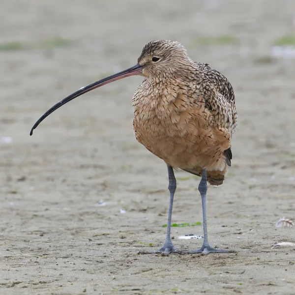 Long Billed Curlew Foraging Wetland Monterey County California Usa — Stock Photo, Image