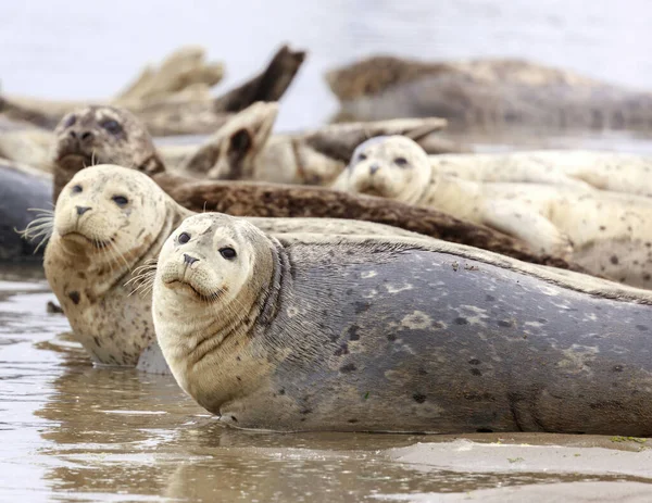 Alert Harbor Seals Looking Camera Cautious Moss Landing Monterey County — Stock Photo, Image
