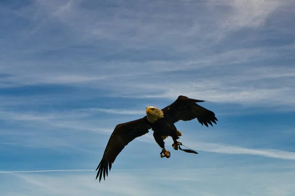 Bald Eagle Detailed Shot Graceful Proud Bird Very Interesting Watch — Stock Photo, Image