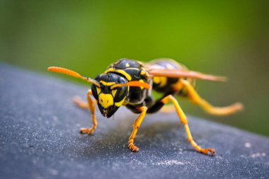 Portredeki eşek arısı, makro çekim olarak. Güzel kırpılmış, böylece detaylar daha iyi anlaşılıyor.